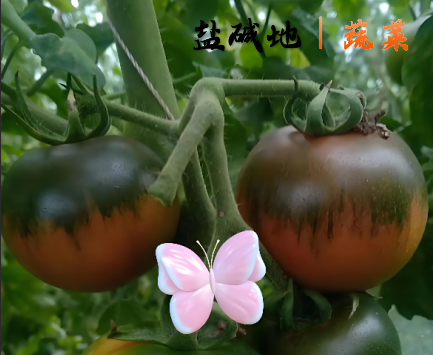 盐碱地｜蔬菜