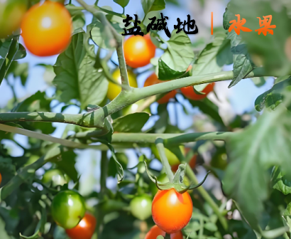 盐碱地｜水果