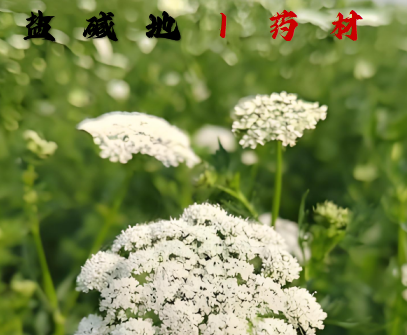 盐碱地｜药材