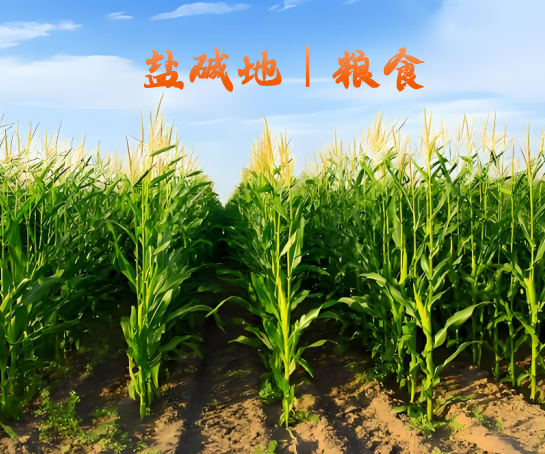 盐碱地｜粮食